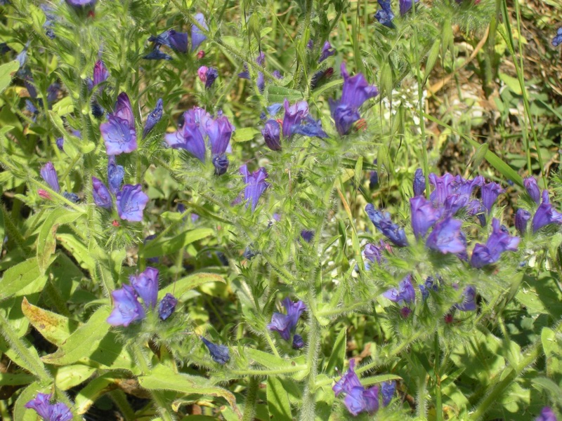 Echium plantagineum / Viperina piantaggine